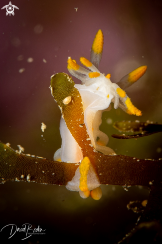 A (𝑳𝒊𝒎𝒂𝒄𝒊𝒂 𝒄𝒍𝒂𝒗𝒊𝒈𝒆𝒓𝒂) | Nudibranch Limacia
