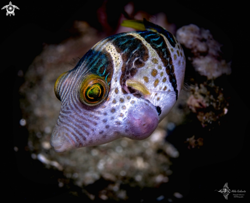 A Valentini Pufferfish