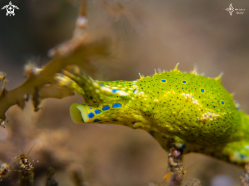 A Sea Snail - Sea Slug