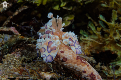 A Harlequin shrimp