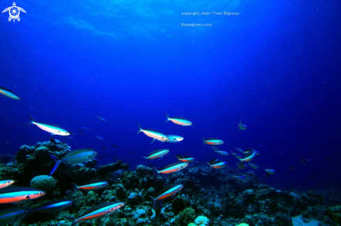 A Darting cardinal fish ,Mauritius