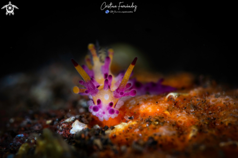 A Nudibranch