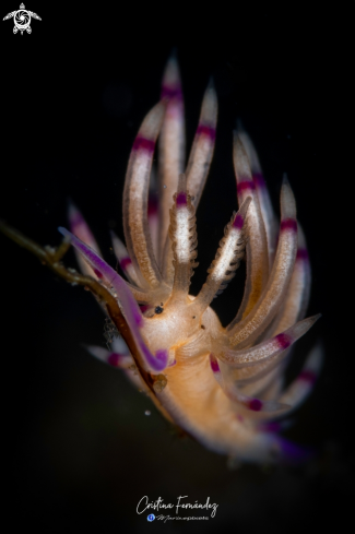 A Coryphellina sp. | Nudibranch