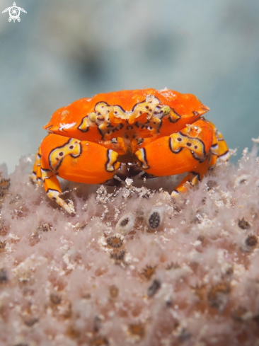 A Gaudy clown crab