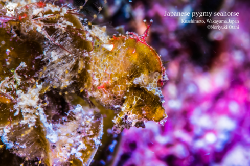 A Japanese pygmy seahorse