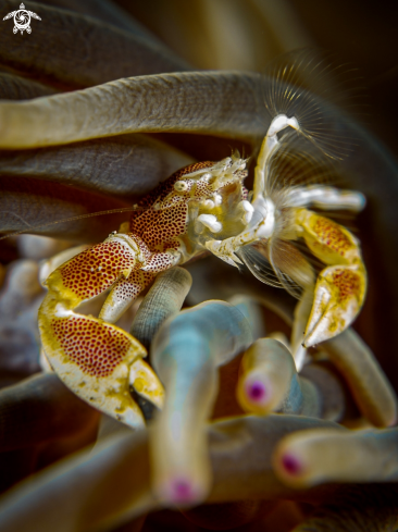 A Neopetrolisthes maculatus  | Anemone Porcelain Crab 