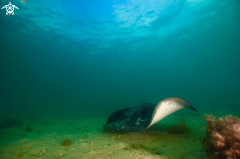 A StingRay