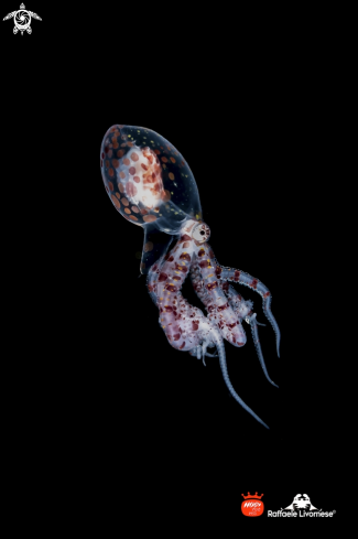 A Wonderpus juvenile