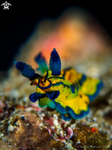 A Nudibranch