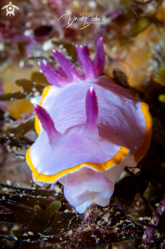 A (𝑭𝒆𝒍𝒊𝒎𝒊𝒅𝒂 𝒑𝒖𝒓𝒑𝒖𝒓𝒆𝒂) | Nudibranch Felimida