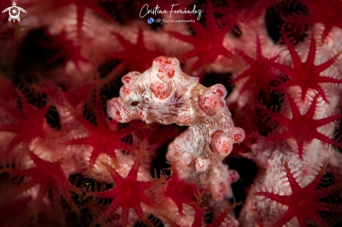 A Hippocampus bargibanti | Pygmy Seahorse