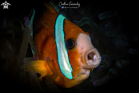 A Amphiprion akindynos | Clown fish