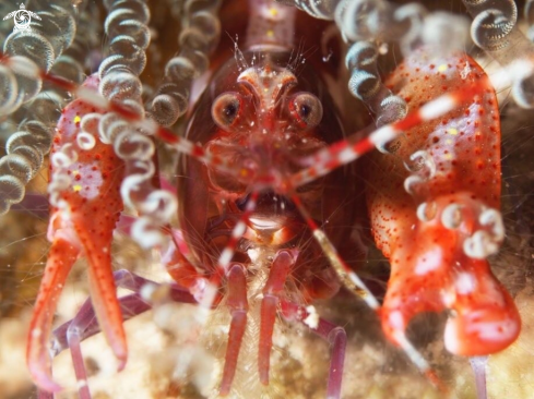 A Pistol shrimp