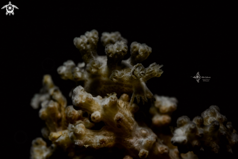 A Tritonia sp. | Nudibranch