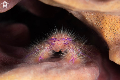 A Pink Squad Lobster