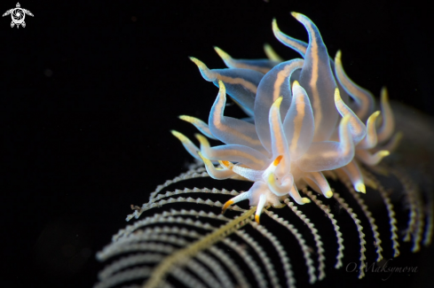 Nudibranch Tenellia sp. 62 NSSI-2