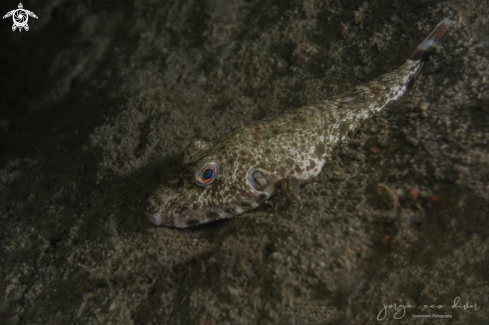 A Checkered puffer