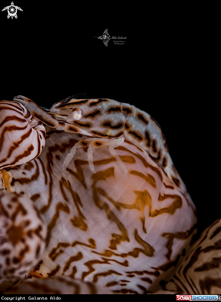 A Leopard Anemone Shrimp