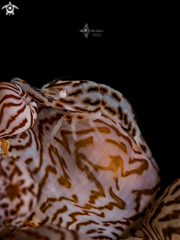 A Leopard Anemone Shrimp
