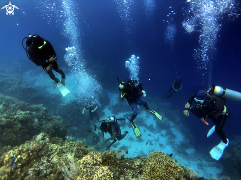 A scuba diving | scuba diving
