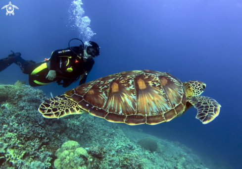 A green sea turtle