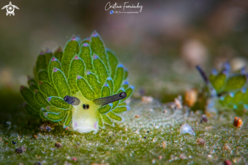 A Costasiella sp. - Pink cheek costasiella | Nudibranch