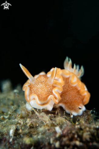 A Nudibranch 