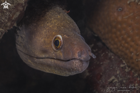 A Purplemouth moray