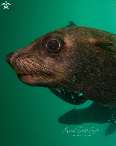 A Sealion