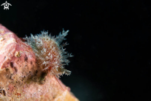 A Sea slug