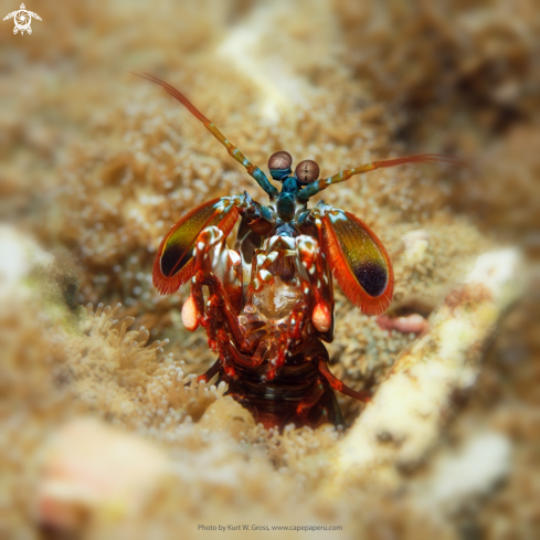 A Peacock Mantis shrimp