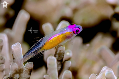 A Pink Eyed Goby