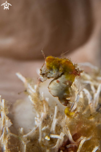 A Pygmy Seahorse 