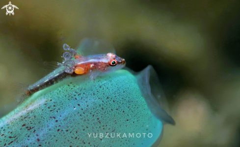 A Bryaninops yongei | Goby fish