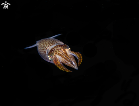 A Common Eropean squid