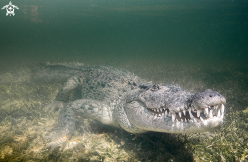 A American Crocodile