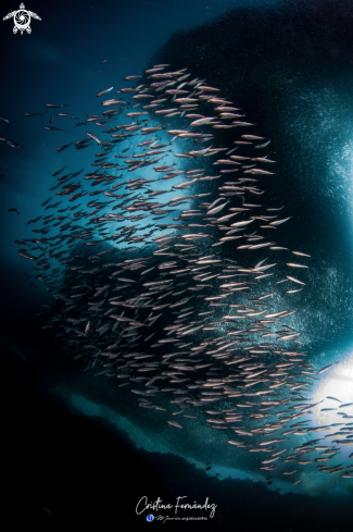 A Sardinella pacifica | Sardine