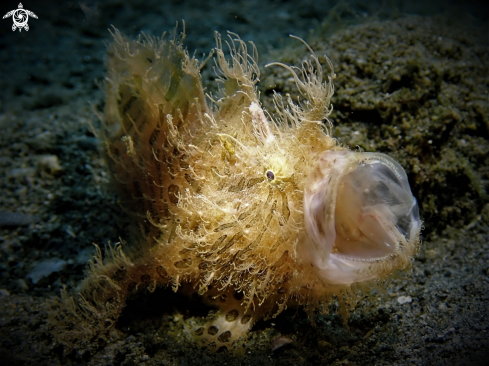 A Antennarius Striatus | Hairy frogfish