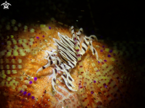 A Zebra Crab