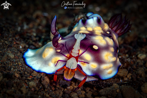 A Goniobranchus hintuanensis - Zenopontonia rex | Nudibrach