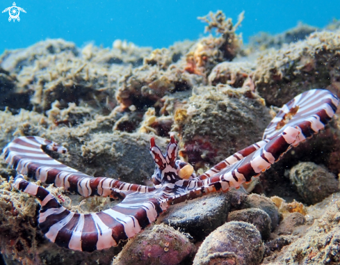 A Wunderpus Octopus