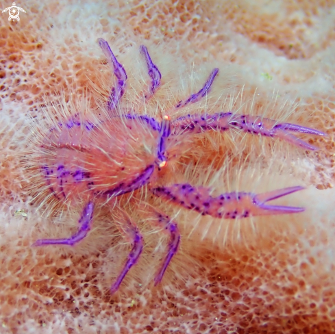 A Lauriea Siagiani | Hairy Squat Lobster
