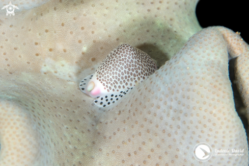 A Black-Spotted Egg Cowrie