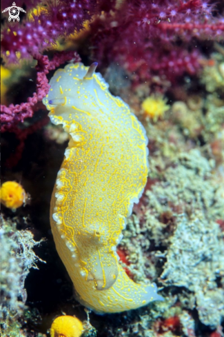 A nudibranch