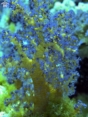 A soft coral