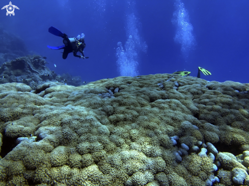 A Pulsating Xenia | Pulsating Soft Coral