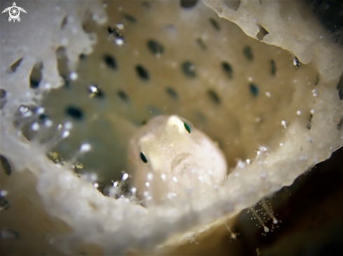 A Bryozoan Goby | Ghost Goby