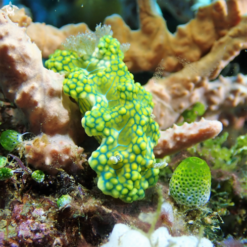 A Miamira sinuata | Nudibranch