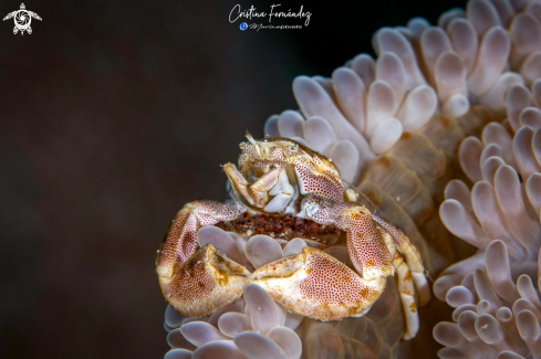 A Porcelain crab