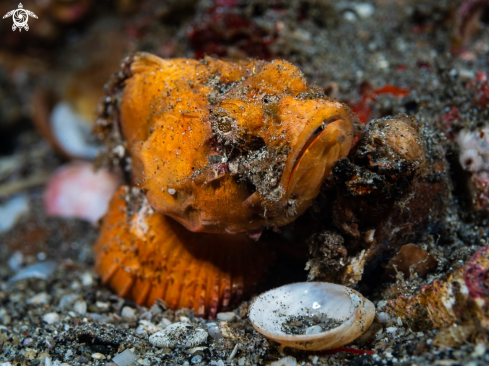 A Scorpaenopsis diabola | Orange False Stonefish